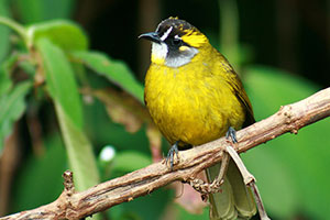 Yellow-eared bulbul_sml